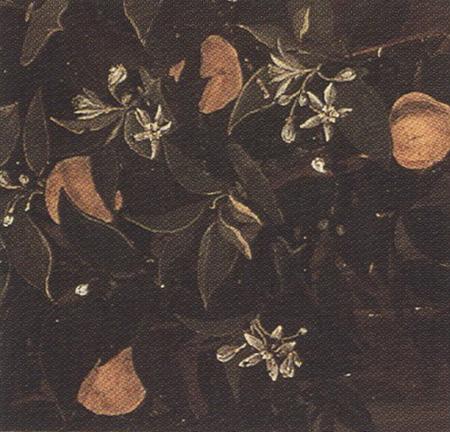 Sandro Botticelli Details of Primavera (mk36) oil painting image